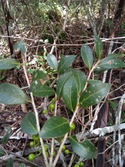 Vaccinium madagascariense