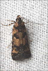 Hemiarcha thermochroa