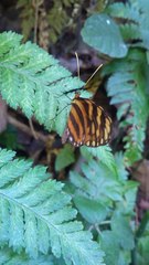Hypothyris lycaste dionaea