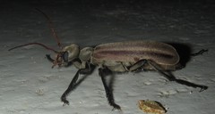 Psalydolytta lorigera