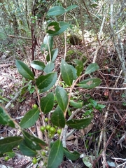 Vaccinium madagascariense