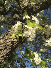 Magnoliopsida