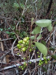 Vaccinium madagascariense