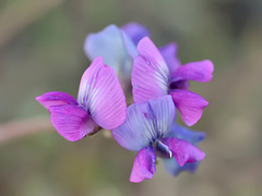Oxytropis lapponica