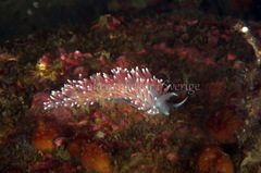 Carronella pellucida