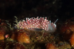 Carronella pellucida