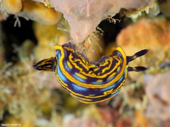 Felimare fontandraui