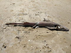 Mustelus