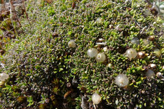 Coprosma petriei