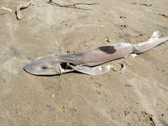 Mustelus