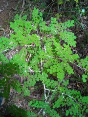 Phyllanthus matitanensis