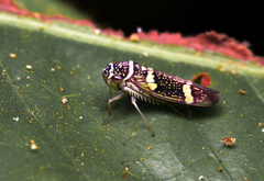 Cicadellidae