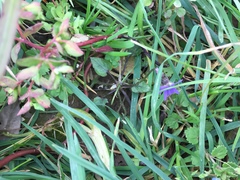 Angiospermae