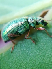 Polydrusus pterygomalis
