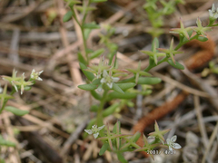 Sedum pusillum