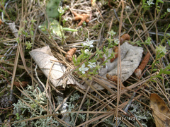 Sedum pusillum