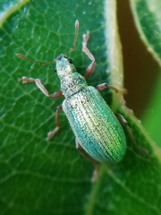 Polydrusus pterygomalis