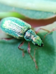 Polydrusus pterygomalis