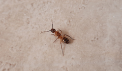 Camponotus vittatus