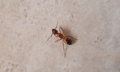 Camponotus vittatus