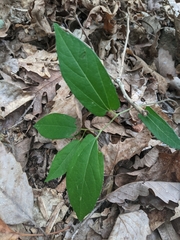 Endodeca serpentaria