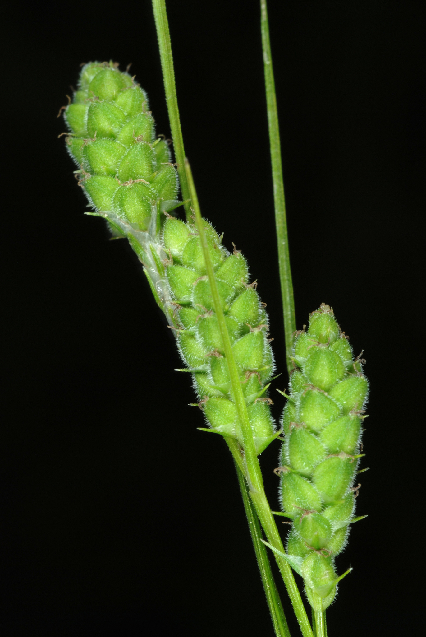 Carex swanii