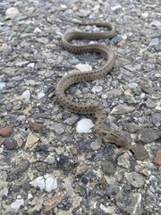 Zamenis lineatus