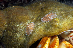 Cuthona nana