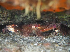 Cronius ruber