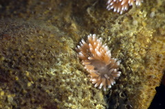 Cuthona nana