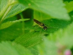 Tenthredo mesomela