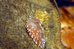 Cuthona nana