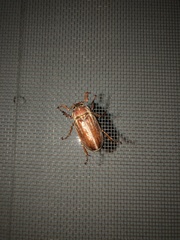 Polyphylla cavifrons