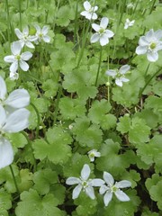 Kumlienia hystricula