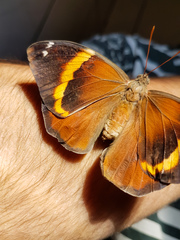 Opsiphanes invirae remoliatus