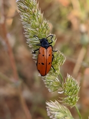 Hycleus scutellatus