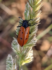 Hycleus scutellatus