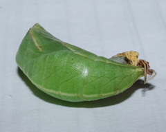 Opsiphanes invirae remoliatus