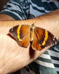 Opsiphanes invirae remoliatus