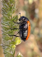 Hycleus scutellatus