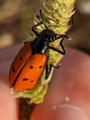 Hycleus scutellatus