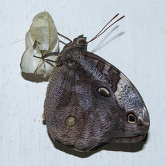 Opsiphanes invirae remoliatus