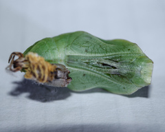 Opsiphanes invirae remoliatus