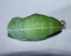 Opsiphanes invirae remoliatus