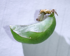 Opsiphanes invirae remoliatus