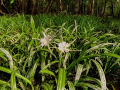 Hymenocallis rotata
