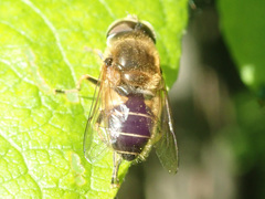 Eristalis nemorum