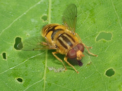 Parhelophilus frutetorum
