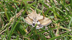 Heliothis phloxiphaga