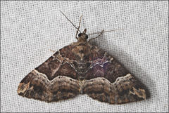Chrysolarentia lucidulata